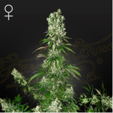 White Strawberry Skunk feminised (Green House Seeds)