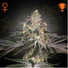 White Widow feminised (Green House Seeds)