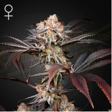 Wonder Pie feminised (Green House Seeds)