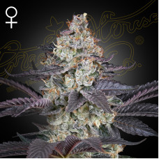 Ztrawberry feminised (Green House Seeds)