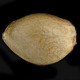 Семена конопли L.A. Gelato fem. Humboldt Seeds