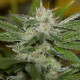 Насіння коноплі Chemdawg reg. Humboldt Seeds