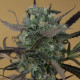 Насіння коноплі Chemdawg reg. Humboldt Seeds