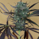 Насіння коноплі Chemdawg reg. Humboldt Seeds