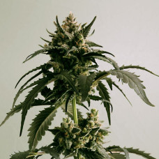 Ginger Punch auto feminised (Kannabia)