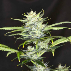 Gorilla King auto feminised (Kannabia)