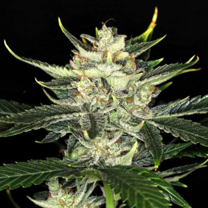Семена конопли Gorilla King autofem. Kannabia