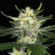 Семена конопли Gorilla King autofem. Kannabia