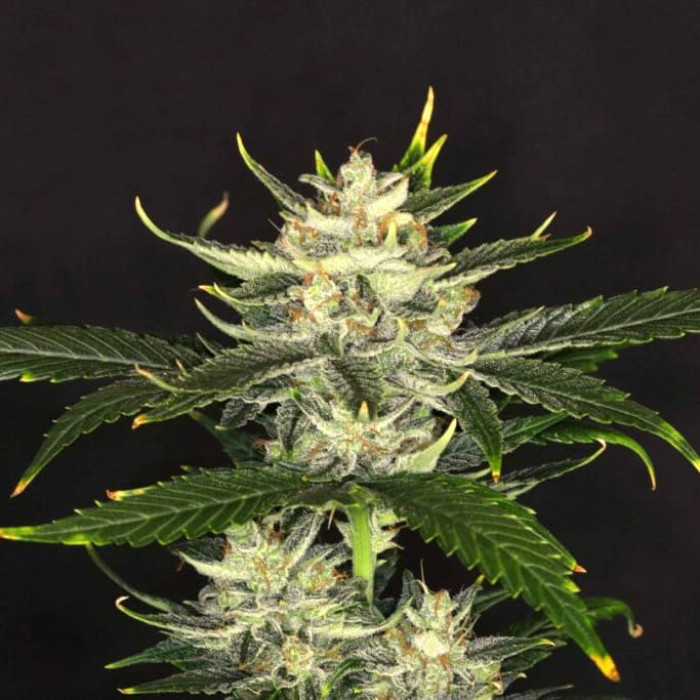 Семена конопли Gorilla King autofem. Kannabia