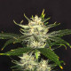 Семена конопли Gorilla King autofem. Kannabia