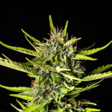 Strawberry Haze auto feminised (Kannabia)