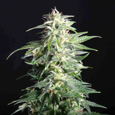 Swiss Dream CBD auto feminised (Kannabia)