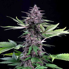 Swiss Dream Rose CBD auto feminised (Kannabia)