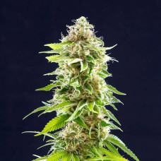 Cookies Haze feminised (Kannabia)