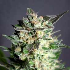 Diesel Glue feminised (Kannabia)