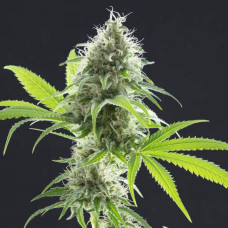 Kama Kush CBD feminised (Kannabia)