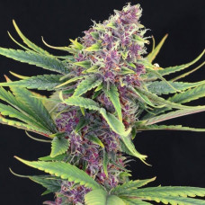 Purple Kush feminised (Kannabia)