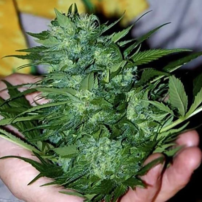 Семена конопли California Dream fem. Mandala Seeds