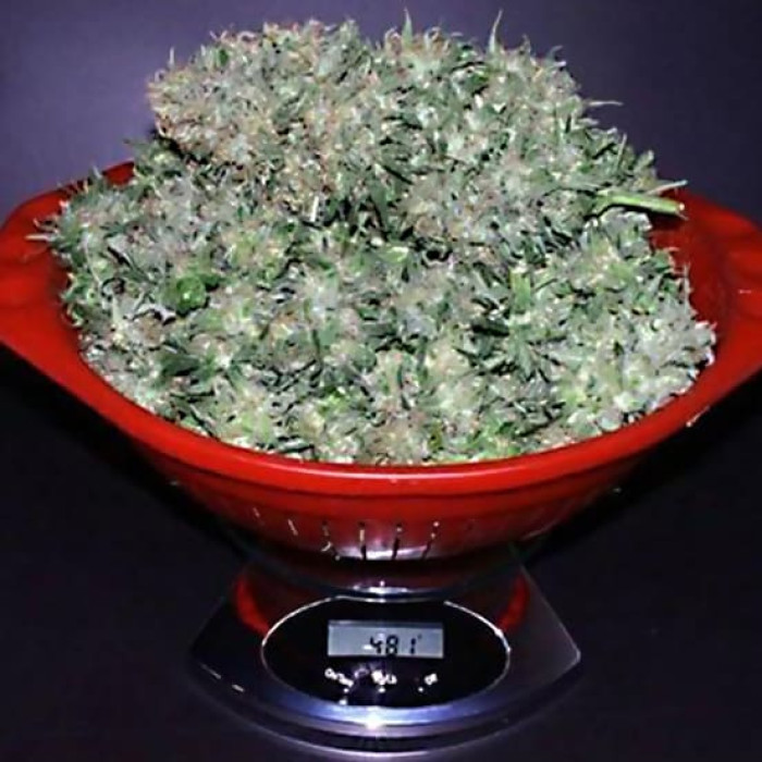 Семена конопли California Dream fem. Mandala Seeds