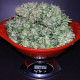 Семена конопли California Dream fem. Mandala Seeds