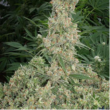 Far Out (2021 Limited Edition) feminised (Mandala Seeds)