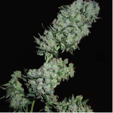 Mountain Gold x Satori Elite (Limited Edition) feminised (Mandala Seeds)