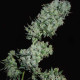 Семена конопли Mountain Gold x Satori Elite (Limited Edition) fem. Mandala Seeds