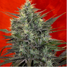 Satori (feminized edition) (Mandala Seeds)