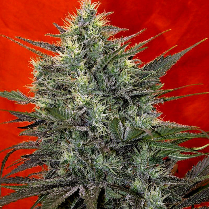 Семена конопли Satori (feminized edition) fem. Mandala Seeds