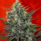 Семена конопли Satori (feminized edition) fem. Mandala Seeds