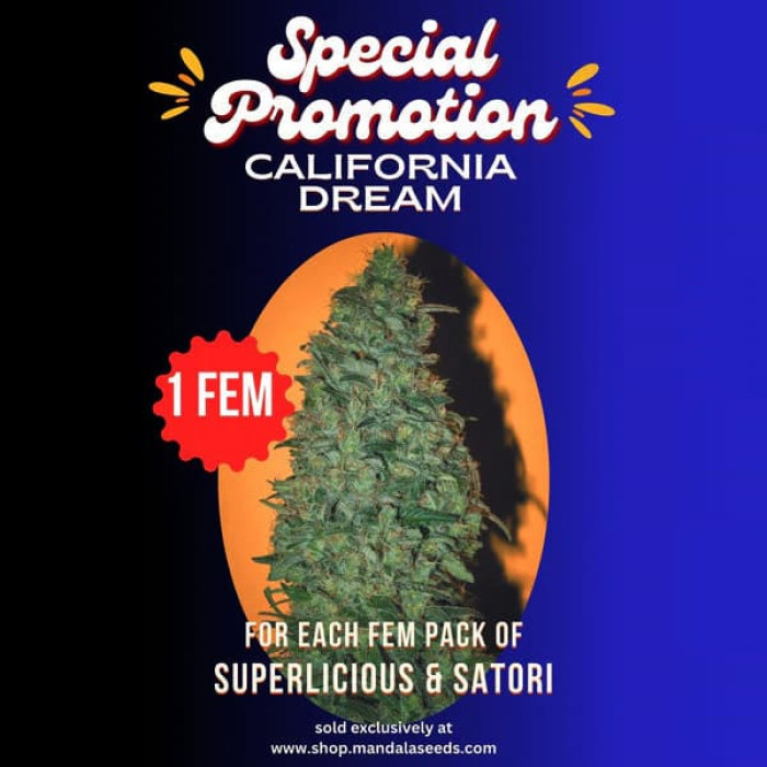 Семена конопли Satori (feminized edition) fem. Mandala Seeds