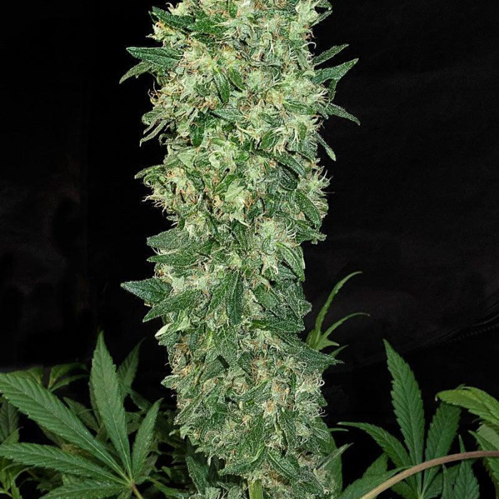 Семена конопли Satori (feminized edition) fem. Mandala Seeds