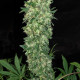 Семена конопли Satori (feminized edition) fem. Mandala Seeds