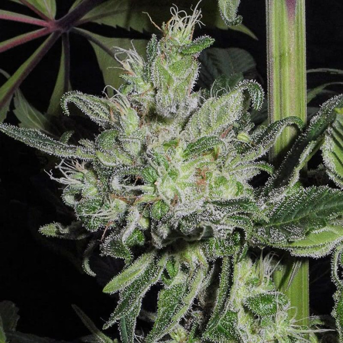 Семена конопли Satori (feminized edition) fem. Mandala Seeds