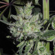 Семена конопли Satori (feminized edition) fem. Mandala Seeds
