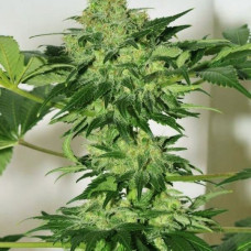 Beyond the Brain regular (Mandala Seeds)