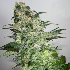 CBD Kush x Mandala #1 (Limited Edition) regular (Mandala Seeds)