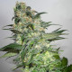 Семена конопли CBD Kush x Mandala #1 (Limited Edition) reg. Mandala Seeds