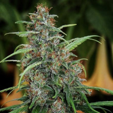 Fast N Glorious (10 regular seeds) (Mandala Seeds)