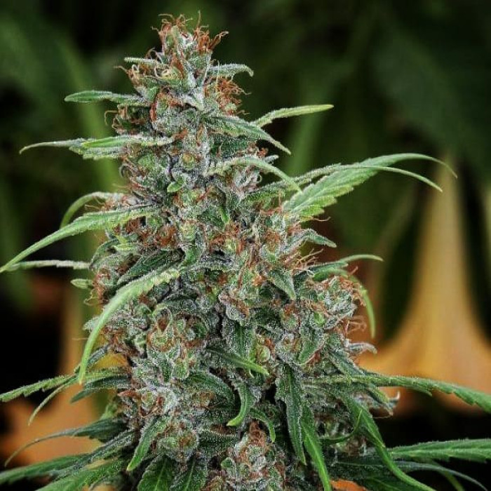 Насіння коноплі Fast N Glorious (10 regular seeds) Mandala Seeds
