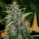 Насіння коноплі Fast N Glorious (10 regular seeds) Mandala Seeds