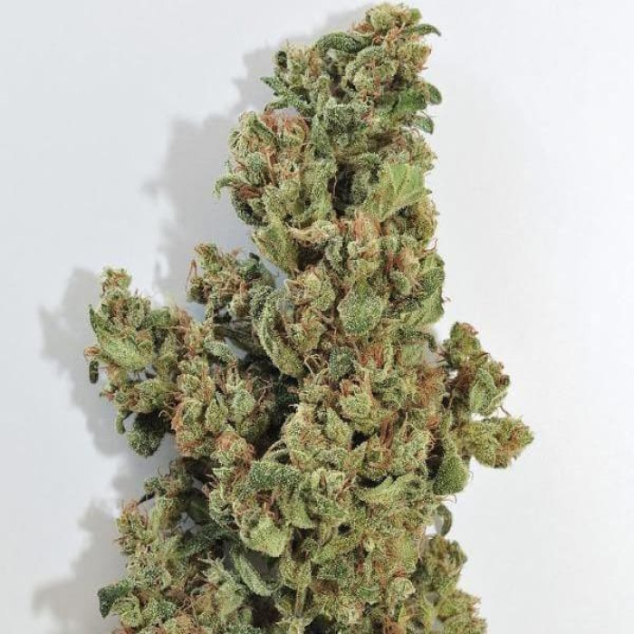 Насіння коноплі Fast N Glorious (10 regular seeds) Mandala Seeds