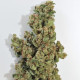 Насіння коноплі Fast N Glorious (10 regular seeds) Mandala Seeds