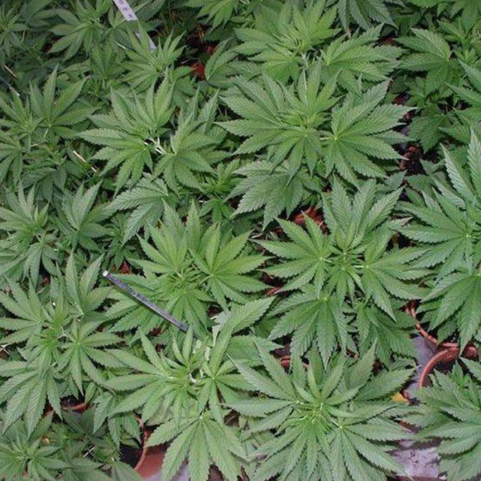 Насіння коноплі Fast N Glorious (10 regular seeds) Mandala Seeds