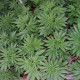 Насіння коноплі Fast N Glorious (10 regular seeds) Mandala Seeds