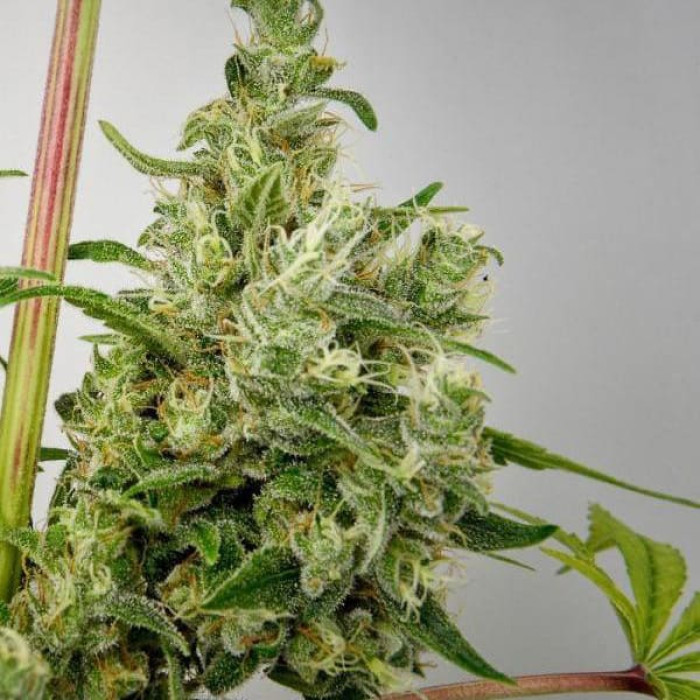 Насіння коноплі Fast N Glorious (10 regular seeds) Mandala Seeds