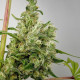 Насіння коноплі Fast N Glorious (10 regular seeds) Mandala Seeds