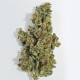 Семена конопли Fast N Glorious reg. Mandala Seeds