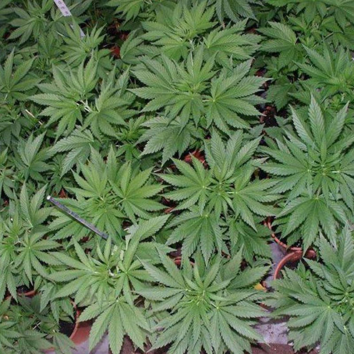 Семена конопли Fast N Glorious reg. Mandala Seeds