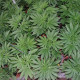 Семена конопли Fast N Glorious reg. Mandala Seeds